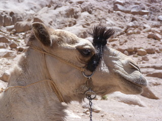 Kamel in Steinwüste