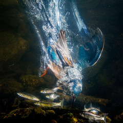 Obraz premium Kingfisher catch the fish - under water photo