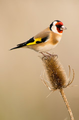 European Goldfinch