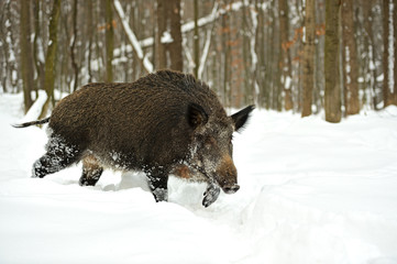 Wild boar in winter
