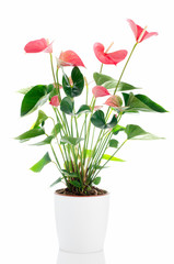 Beautiful Anthedesia anthurium