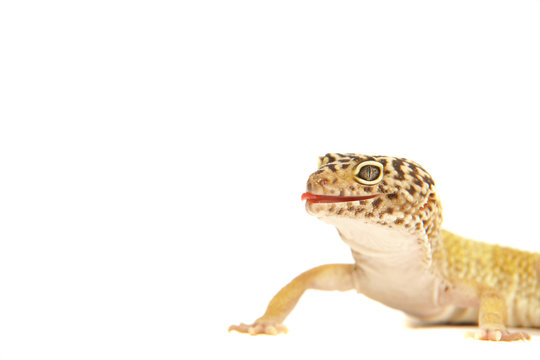Leopardgecko gecko lizzard echse reptil tier