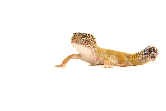 Leopardgecko gecko lizzard echse reptil tier