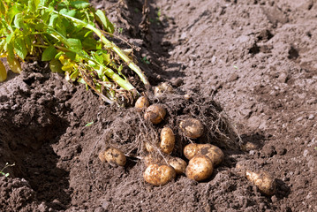 First harvest of organically grown new potatoes