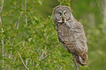 Great Gray Owl (Strix nebulosa)