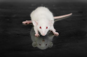 rat and reflection
