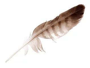 Papier Peint photo autocollant Aigle variegated eagle feather isolated on white