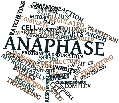 Word cloud for Anaphase