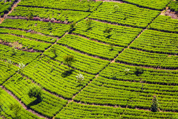 green tea plantation