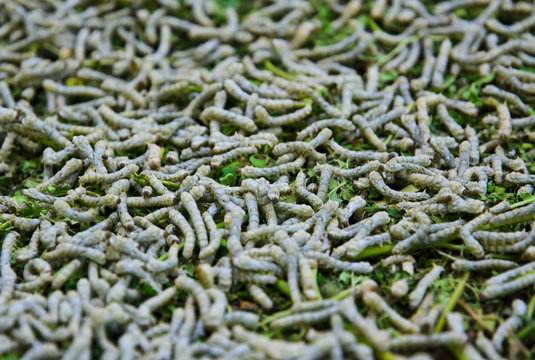 Silkworms on mulberry leaves