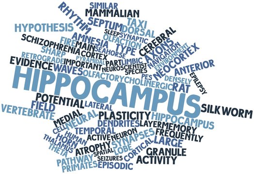Word cloud for Hippocampus