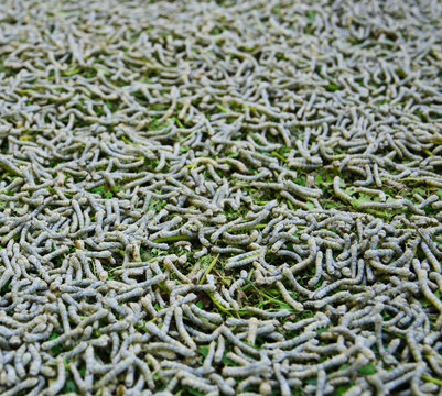 Silkworms on mulberry leaves