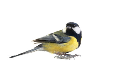 Obraz premium titmouse