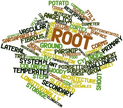 Word cloud for Root