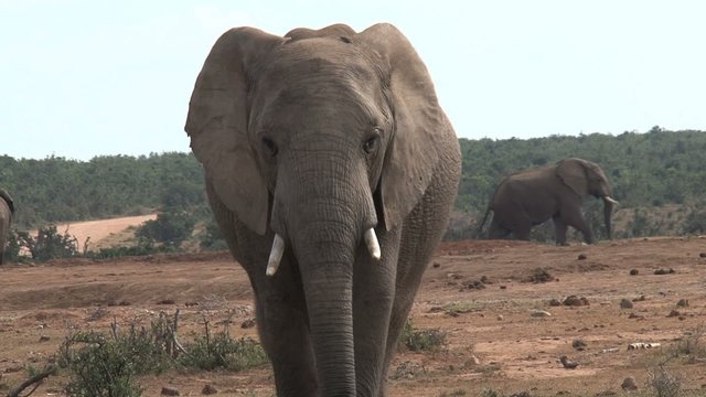 Big elephant walking towards camera close up