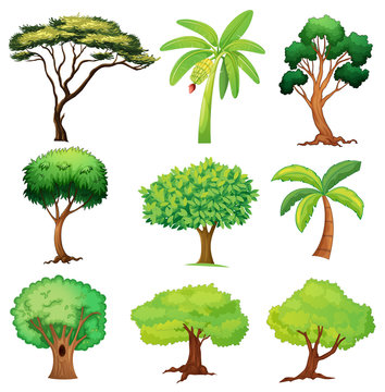 Various trees