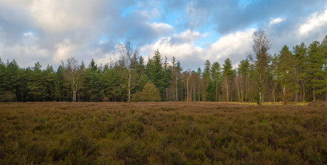 Heath and pines in winter