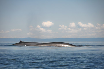 Fin whales, St Lawrence river, Quebec (Canada)