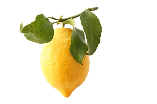 le citron et ses 3 feuilles