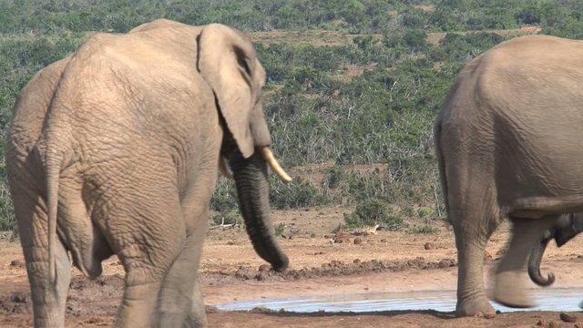 Two big elephants and one cute litte elephant near the waterpool