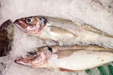 Obraz premium Whiting