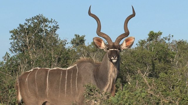 Bongo grazing from a bush