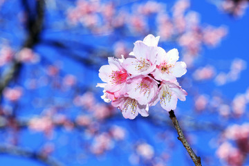 Beautiful cherry blossom, Chiang Mai, Thailand