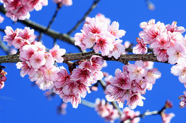 Beautiful cherry blossom, Chiang Mai, Thailand