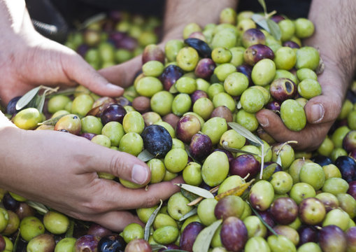 Olives in four hands