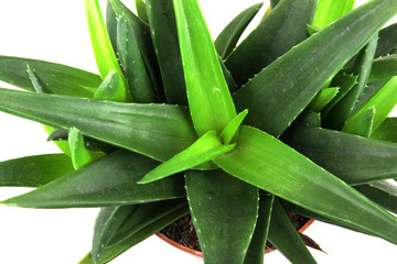 Fototapeta premium Aloe Vera Isolated on White Background