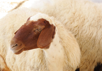 Naklejka premium Beautiful awassi sheeps