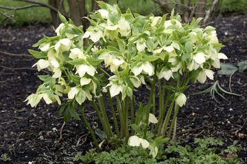 Hellebore or Christmas Rose