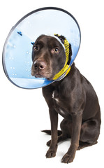 Dog with cone and bandage