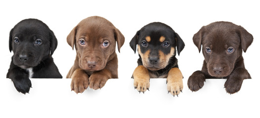 Four puppies above banner - obrazy, fototapety, plakaty