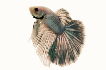 Siamese fighting fish