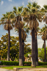 Fototapeta premium High palms in black and white