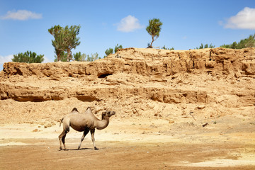 camel in the Gobi Desert