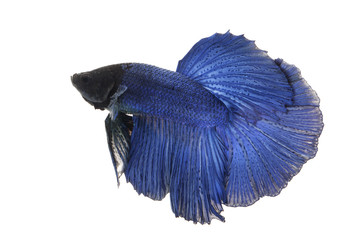 Siamese fighting fish