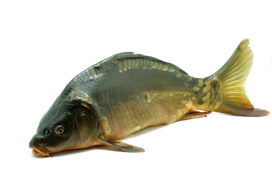 Karp kr&oacute;lewski