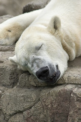 Obraz na płótnie Canvas Nied¼wied¼ polarny spania na skale