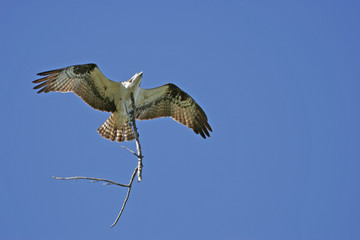 Osprey (Pandion haliaetus)