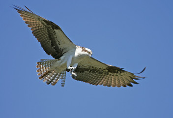 Osprey (Pandion haliaetus)