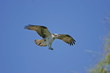 Osprey (Pandion haliaetus)