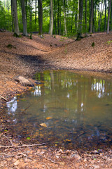 Forest pond