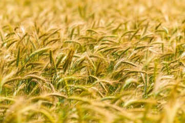 Dry wheat closeup photo