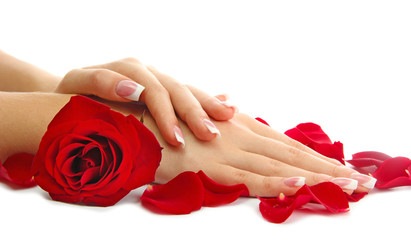Beautiful woman hands with rose, isolated on white