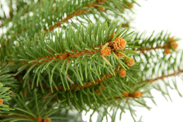 fir tree branch, isolated on white