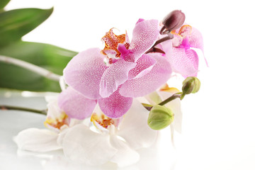 Fototapeta na wymiar piękne orchidee, odizolowane na białym