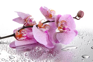 Wall murals Orchid pink beautiful orchids with drops