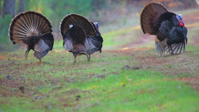 Wild Turkey Gobblers